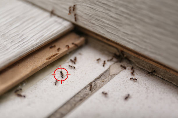 Best Pest Removal Services  in Estes Park, CO