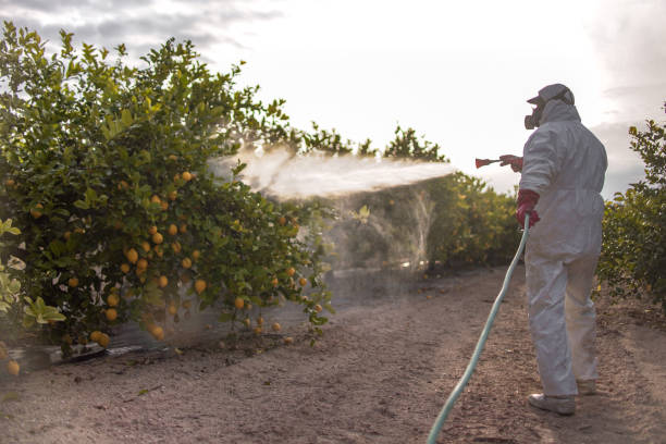 Best Mosquito Control Services  in Estes Park, CO